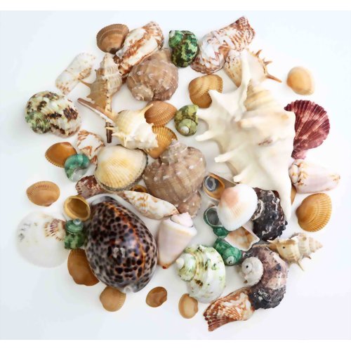 デコレーションシェル S 【富士商】